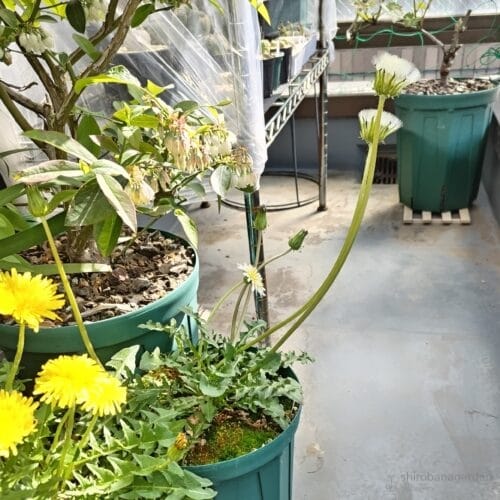 長く伸びた花茎　24年4月中旬