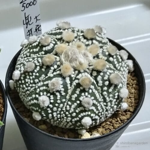 大疣兜丸　24年4月中旬