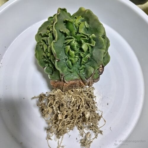 複隆ヘキルリランポーの根　24年4月中旬