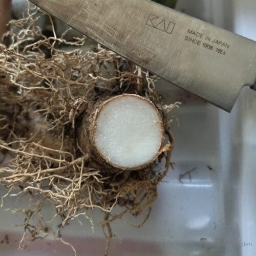 ナイフで切った地下茎　24年5月上旬