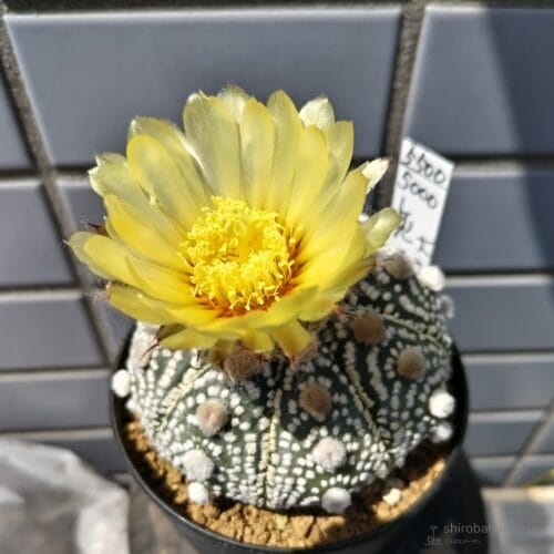 大疣兜丸の花　24年5月下旬