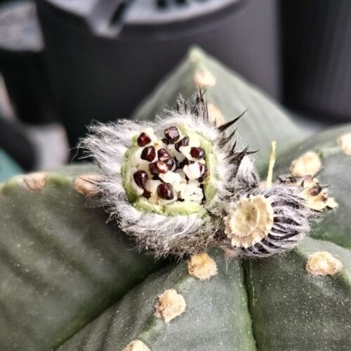 鞘の上半分が取れた様子　24年6月上旬