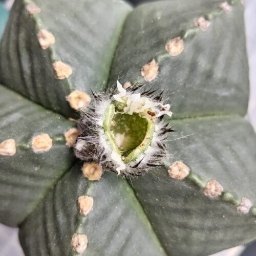 種を全部収穫し終えた鞘　24年6月上旬