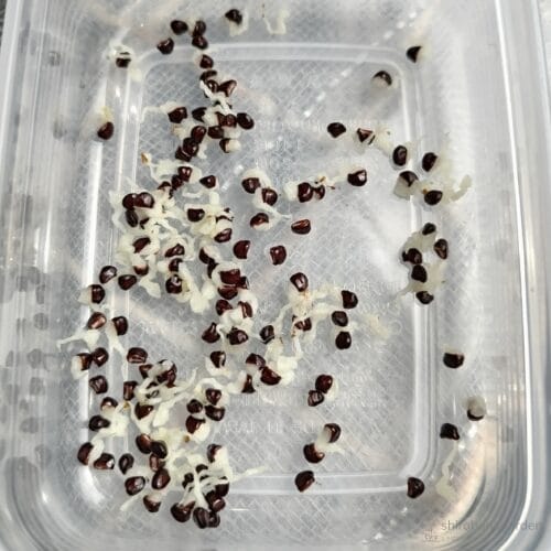 収穫したヘキルリランポーの種　24年6月上旬