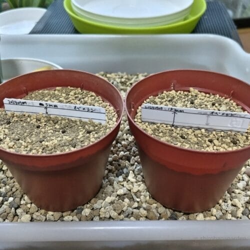 覆土5mm（左）、覆土15mm（右）　24年7月上旬