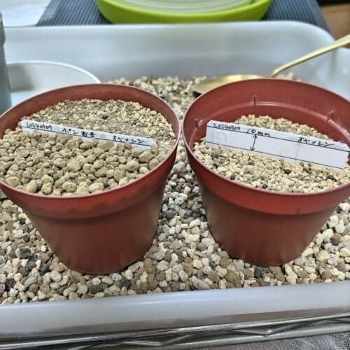 地面ポン置き（左）、覆土10mm（右）　24年7月上旬