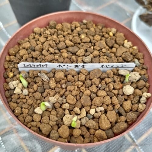 ポン置きの発芽　24年7月中旬
