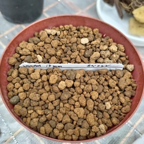 覆土15mm、発芽0　24年7月中旬