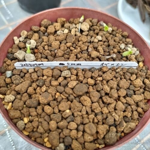 覆土5mm（名札の手前側）、発芽0　24年7月中旬