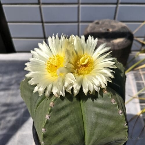 2つ同時の開花　24年8月上旬