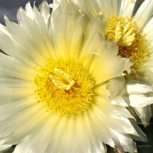 ヘキルリランポーの雄しべ雌しべ　24年8月上旬