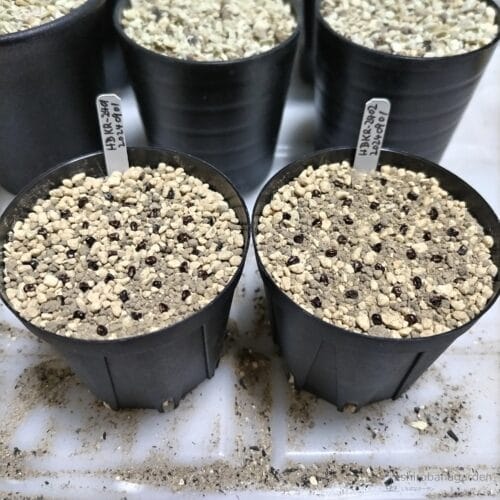 ヘキルリランポーの種蒔き　24年9月上旬