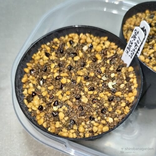 ヘキルリランポーの発芽　24年9月上旬