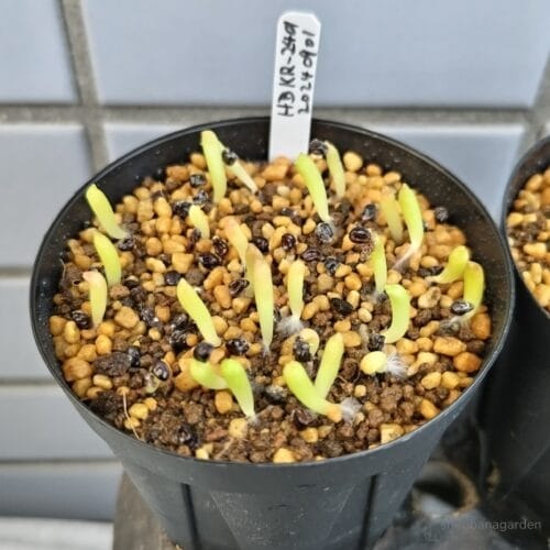 1週間で生えそろう　24年9月上旬