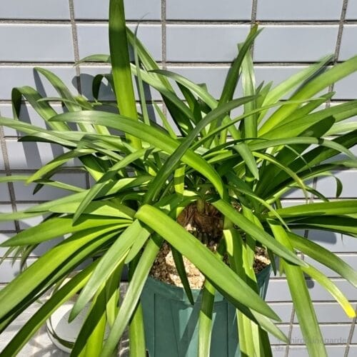 アガパンサスの葉　25年5月上旬