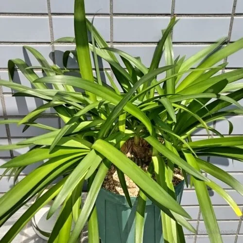 アガパンサスの葉　25年5月上旬