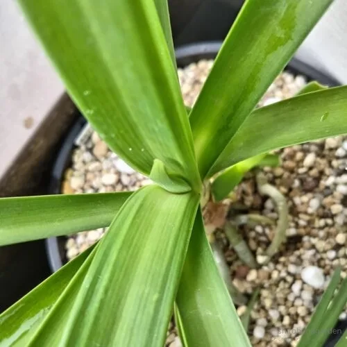 アガパンサスの花芽　23年4月下旬