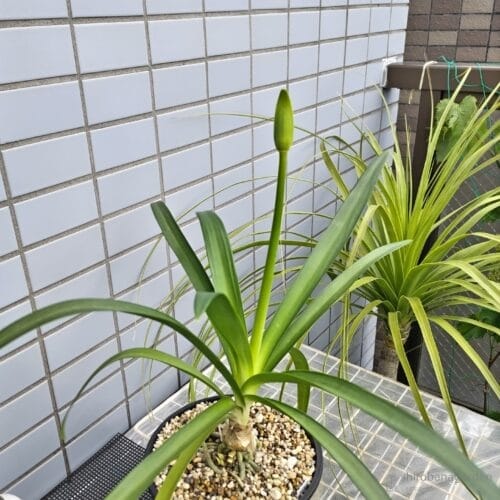 たくましく伸びた花茎　23年5月上旬