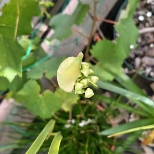 つぼみがお目見え　23年5月下旬