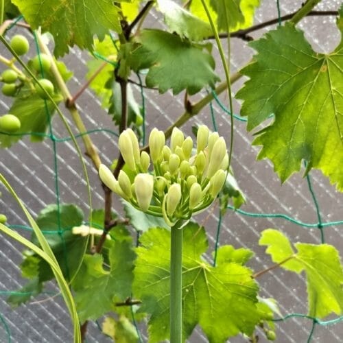 苞が全て外れた様子　23年6月上旬