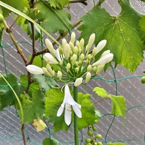 アガパンサスの開花　23年6月上旬