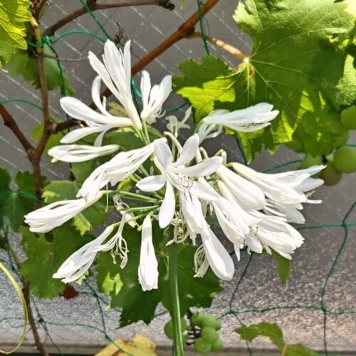 上のつぼみまで開花　23年6月下旬