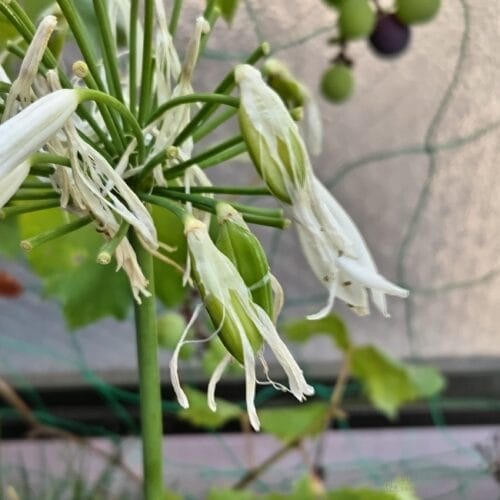 アガパンサスの実り　23年7月上旬