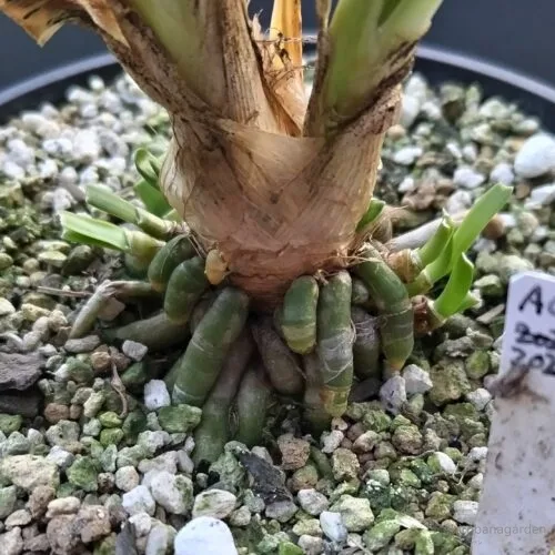 たくさん生える子株　23年10月下旬