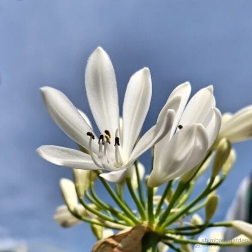 アガパンサスの花　24年6月中旬