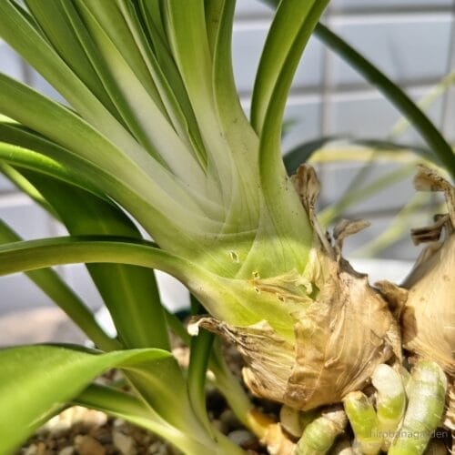 株元の様子　24年6月中旬