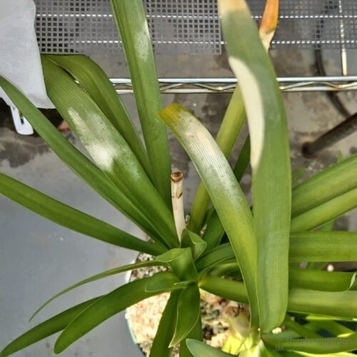 日焼けを起こした葉　24年8月上旬