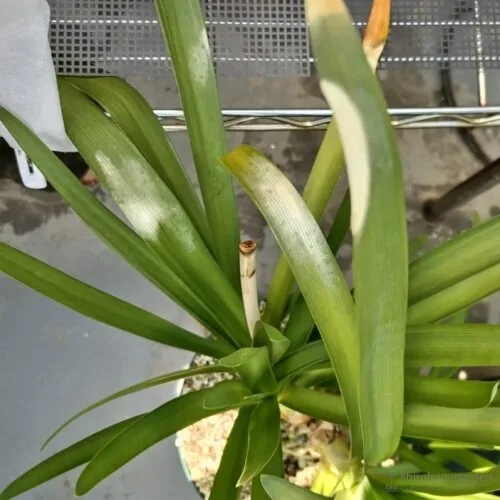 日焼けを起こした葉　24年8月上旬