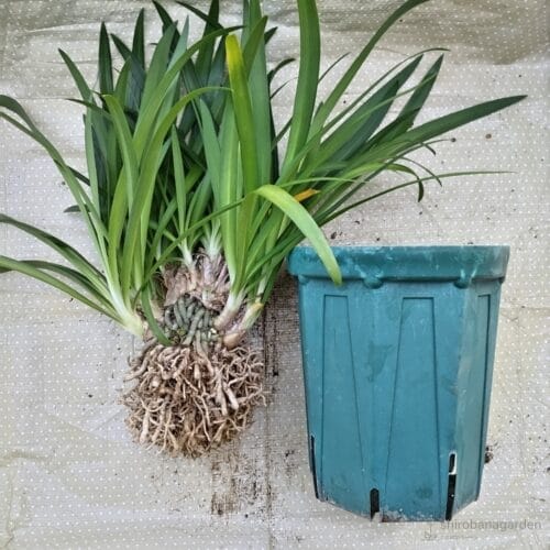 6号ロング鉢への植え付け　25年5月上旬