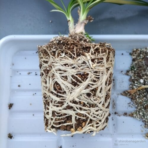 アガパンサスの根　23年10月上旬