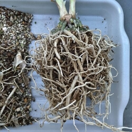 根鉢を崩したところ　23年10月上旬