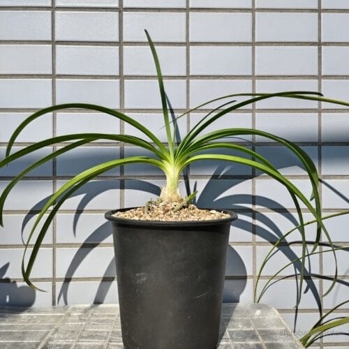 実生2年目のアガパンサス　22年11月中旬