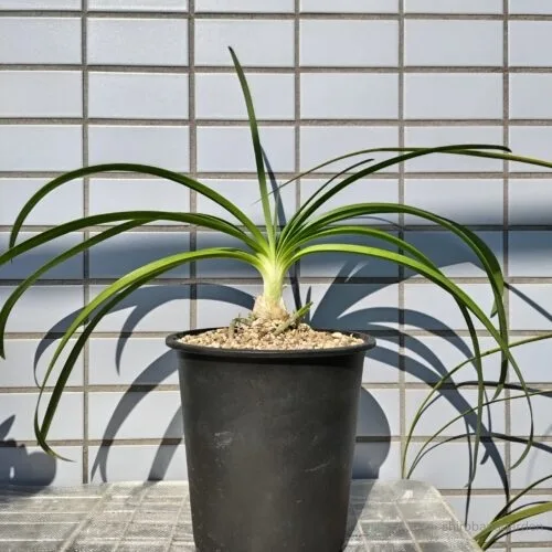 実生2年目のアガパンサス　22年11月中旬