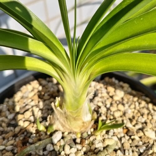 着物の合わせ目のような葉の重なり　22年11月中旬