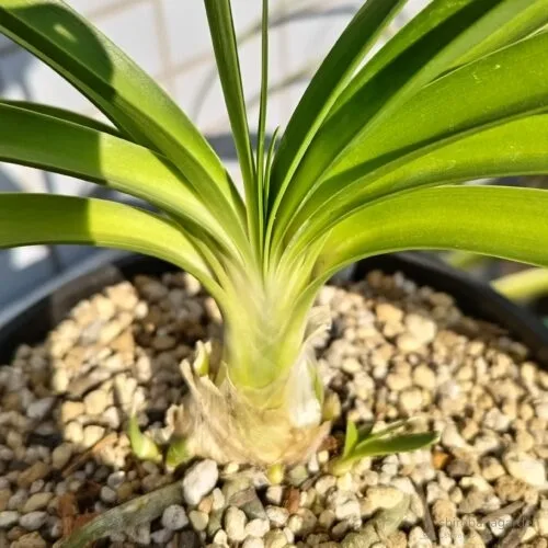 着物の合わせ目のような葉の重なり　22年11月中旬