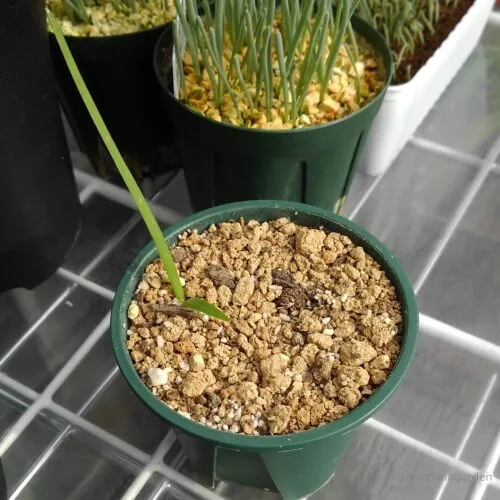 アガパンサスの発芽　20年12月下旬