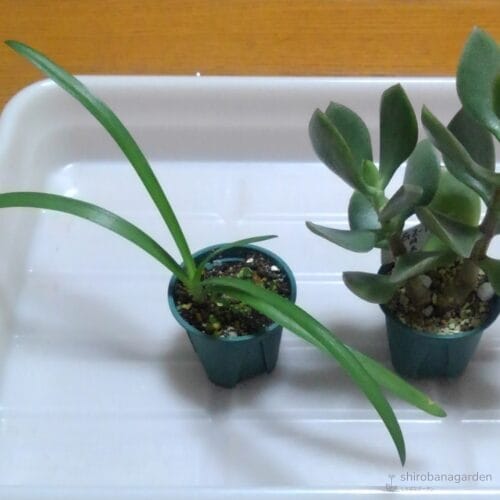 発芽から約1年近いアガパンサス　21年10月下旬