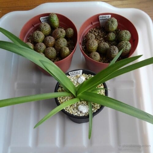 葉の勢いが強くなった　22年4月中旬