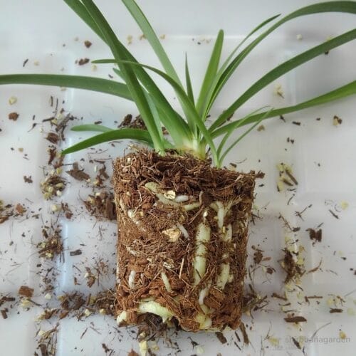 ベラボン栽培して半年後　22年4月中旬