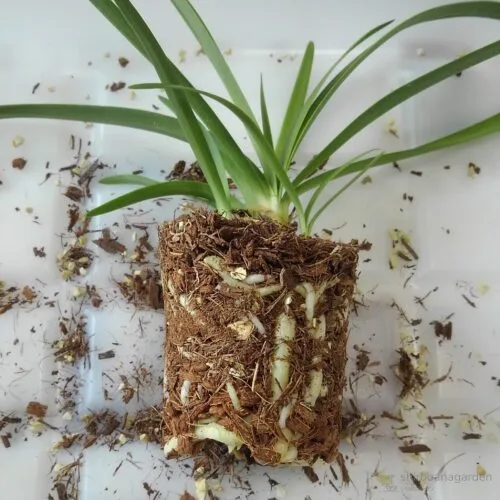 ベラボン栽培して半年後　22年4月中旬