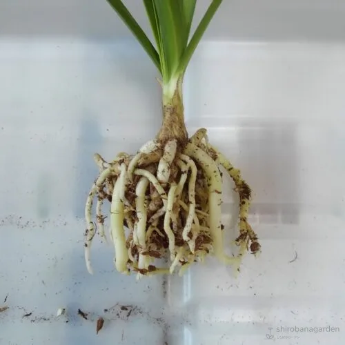 ベラボンを取り除いたところ　22年4月中旬