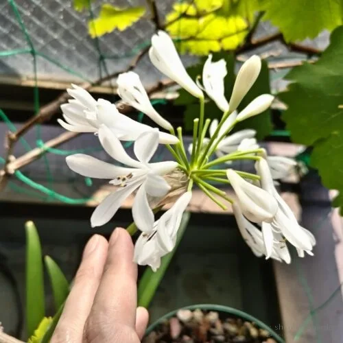 変わらない花色　25年6月下旬