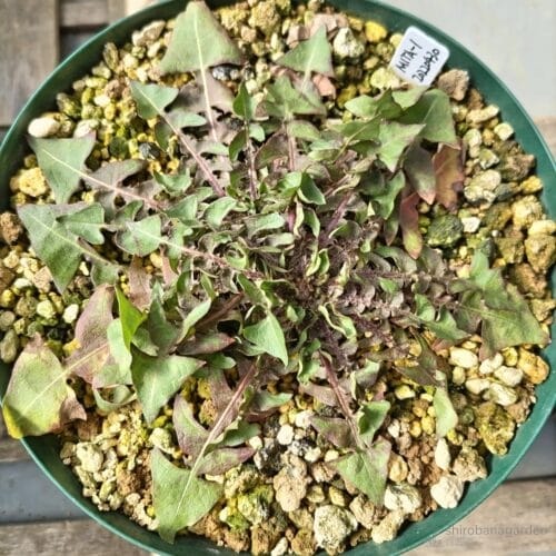 冬季の葉姿　23年2月中旬