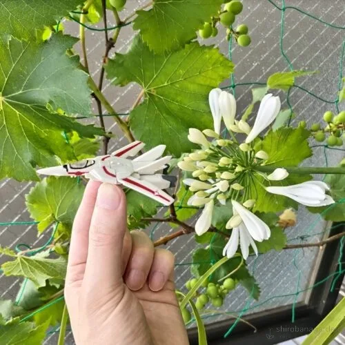 アガパンサスで遊ぶ　23年6月上旬