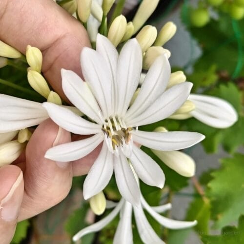 2つの花がきれいに融合した　23年6月上旬