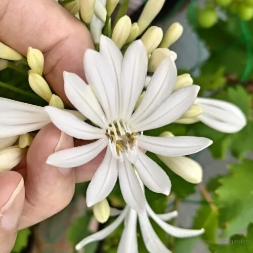 2つの花がきれいに融合した　23年6月上旬